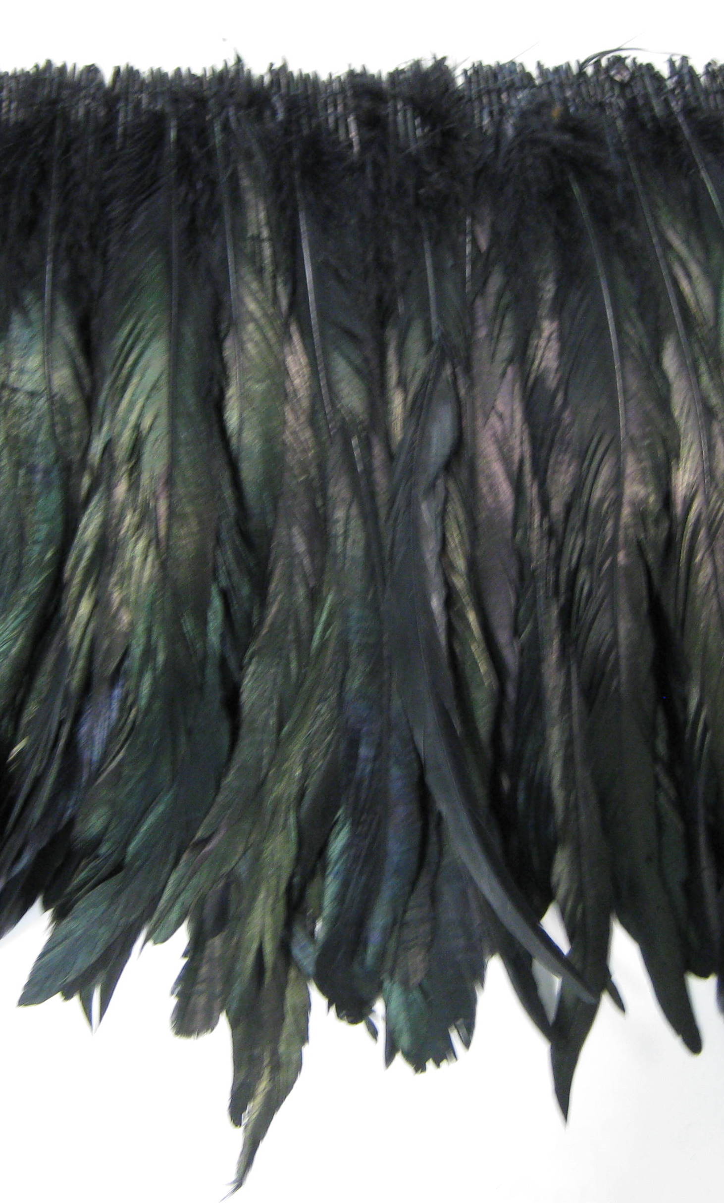 COCK FEATHER COCK FEATHER